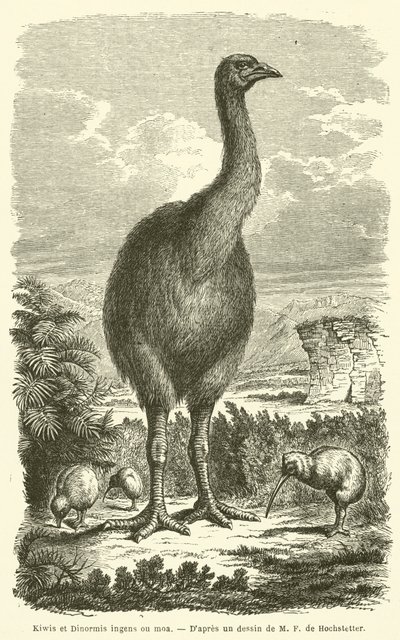 Kiwi og Dinormis enorme ou moa (gravering) av French School