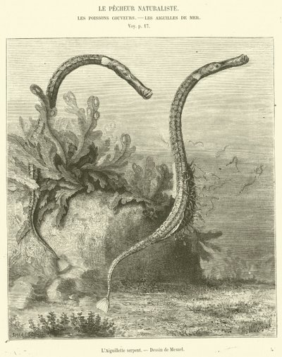 The Snake Aiguillette (gravering) av French School