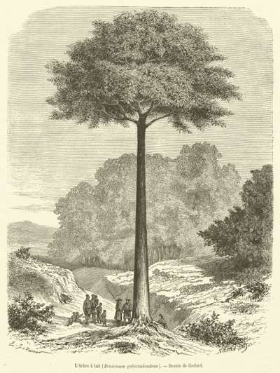 Melketreet, Brosimum galactodendron (gravering) av French School