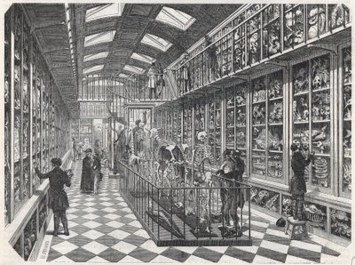 Paris School of Medicine - The Comparative Anatomy Gallery - Gravering i "" Tableau-de-Paris"" av Edmond Texier 1852. av French School