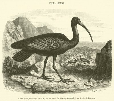 Giant Ibis, oppdaget i 1876, ved bredden av Mekong, Kambodsja (gravering) av French School