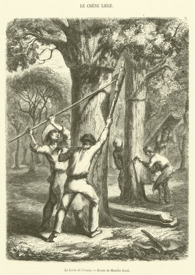 The Lifting of the Bark (gravering) av French School