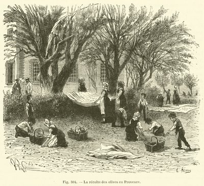 Høste oliven i Provence (gravering) av French School