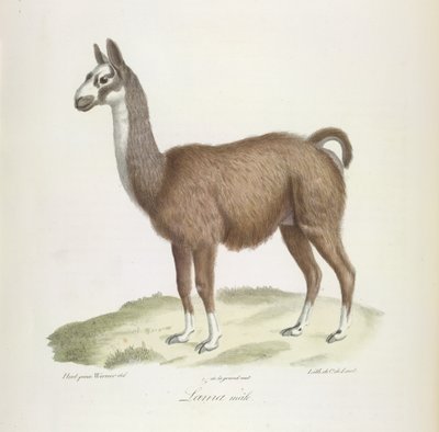 Hann Llama, fra Natural History of Pattedyr (farge litho) av French School