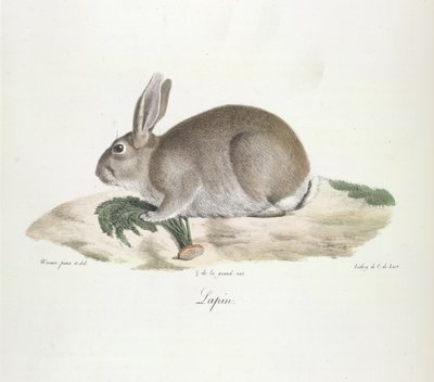 Kanin, kanin, fra Natural History of Pattedyr (farge litho) av French School
