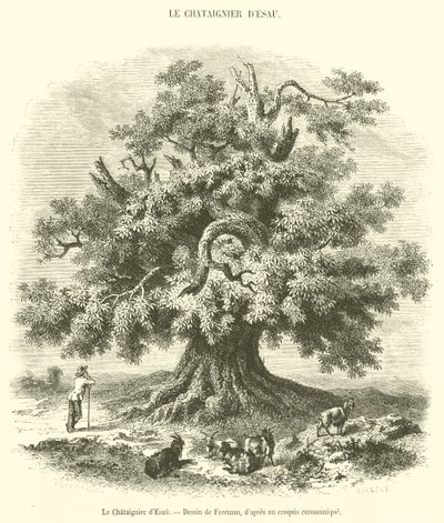 Kastanjetreet til Esau (gravering) av French School