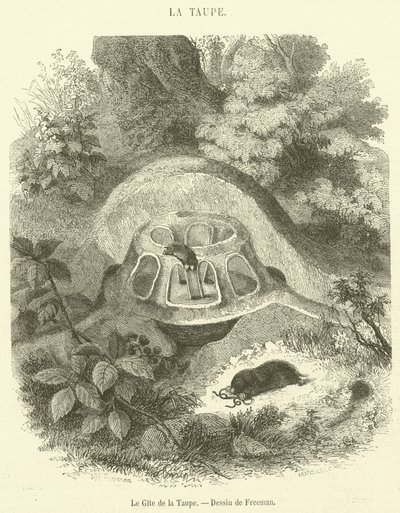 The Cottage of the Mole (gravering) av French School