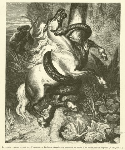 The Great White Horse Of The Prairies (gravering) av French School