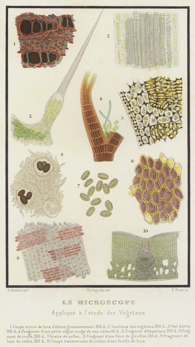 Mikroskopet, brukt på studiet av planter (farge litho) av French School