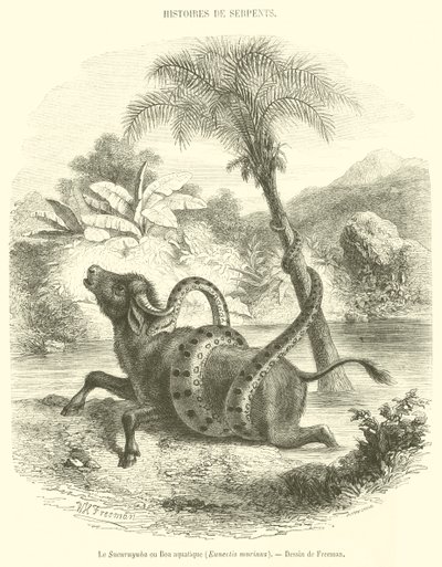 Sucuruyuba eller vannboa, Eunectis murinus (gravering) av French School