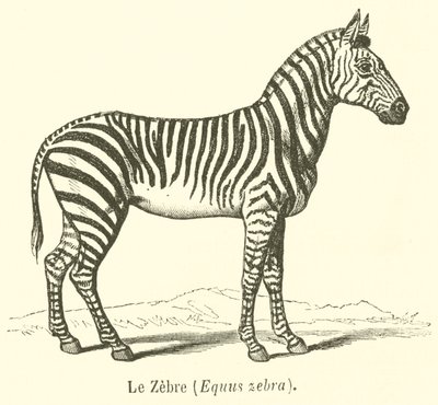 Le Zebre, Equus zebra (gravering) av French School