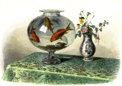 Gullfisk (Cyprinus Auratus) - Plate hentet fra Histoire Naturelle av Bernard Germain de Lacepede (1856-1925), utgave P.Furme, Paris av French School