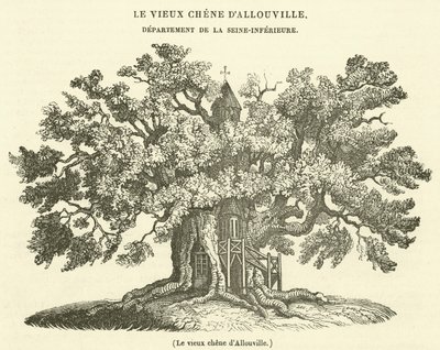 Den gamle eiken i Allouville (gravering) av French School
