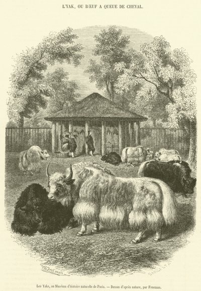 The Yaks, ved Paris Natural History Museum (gravering) av French School