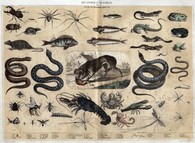 Skadelige dyr. gravering av 1860 i "" les Recreations instructives "" Synoptisk maleri av Jules DELBRUCK. Privat samling. av French School