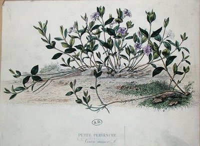 Lesser Periwinkle eller Vinca minor (farget gravering) av French School
