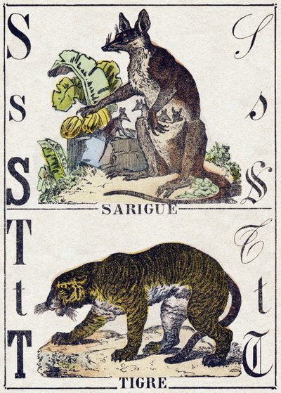 Bokstav S Sarigue (Opossum); Tiger. Gravering i "" Alphabet des animaux sauvages"". 9. serie. Bilder av Epinal, Pellerin, trykkeri-utgiver, ca. 1870. Graveringer på tre, stensilert. 16 sider. Mål: 20 x 15 cm. Privat samling av French School