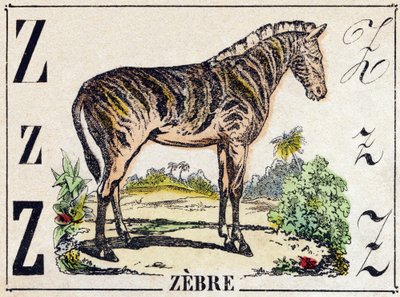 Bokstav Z Zebra. Gravering i "Ville dyr alfabetet". 9. serie. Bilder av Epinal, Pellerin, trykkeri-utgiver, ca. 1870. Graveringer på tre, stensilert. 16 sider. Størrelse: 20 x 15 cm. Privat samling av French School