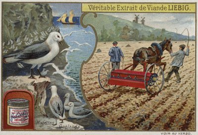 Liebig-kort med sjøfugler av French School
