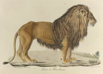 Barbary løve. En Barbary-løve, fra 
