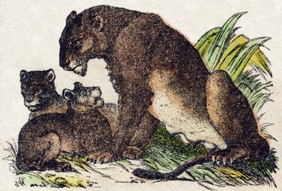 Løvinne. Gravering i "" Alphabet des animaux sauvages"". 9. serie. Bilder av Epinal, Pellerin, trykkeri-utgiver, ca. 1870. Graveringer på tre, stensilert. 16 sider. Mål: 20 x 15 cm. Privat samling av French School