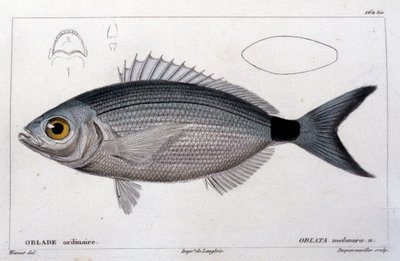 Den vanlige obladen etter "Fiskens naturhistorie" av Cuvier, Valenciennes, Paris av French School