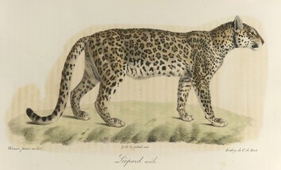 Leopard, hann. En hannleopard, fra 