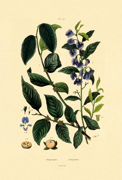 Lotus Plum, 1833-39 av French School