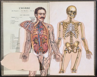 Mennesket, hans organer, musklene og skjelettet hans, fra Anatomie Elementaire av Dr. Lelievre av French School