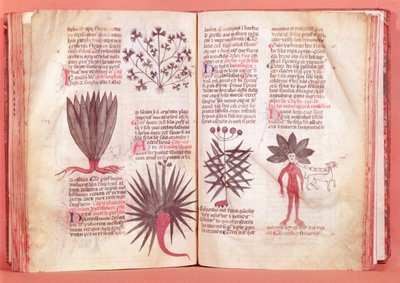 Mandrake, fra en traktat av Dioscorides (40-c.90 e.Kr.) av French School
