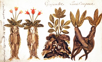 Mandrake, ingefær, Luna Campana av French School