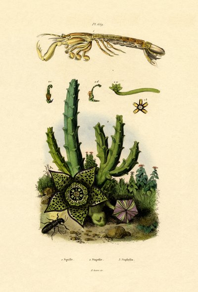 Mantis-reker, 1833-39 av French School