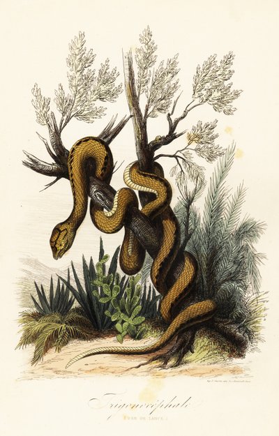 Martinique pithoggorm, Bothrops lanceolatus av French School