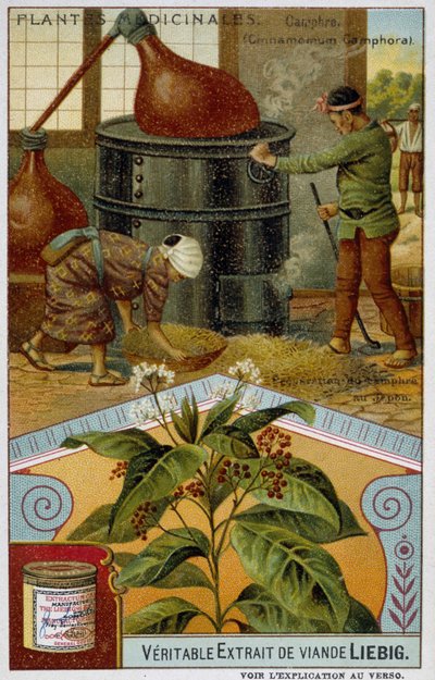 Medisinplanter: kamfer; forberedelse av kamfer i Japan - Chromo Liébig, v.1900 av French School