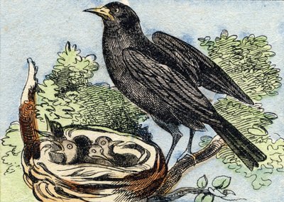 Merle. Gravering i "Buffon Alphabet des Oiseaux n 2". 3. Serie N 2. Avbildning av Epinal, Epinal, sent på 1800-tallet. 16 sider. Mål: 28x21cm av French School