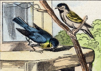 Mesange. Gravering i "Buffon Alphabet des Oiseaux n 1". 3. Serie N 1. Avbildning av Epinal, Epinal, sent på 1800-tallet. 16 sider. Mål: 28x21cm av French School