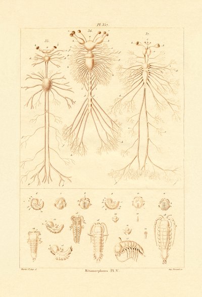 Metamorfose, 1833-39 av French School