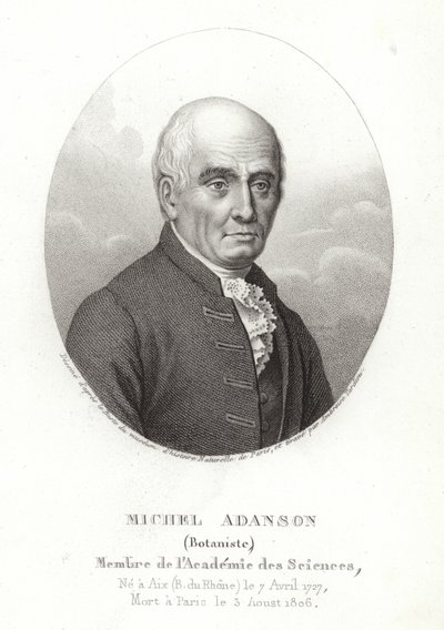 Michel Adanson av French School