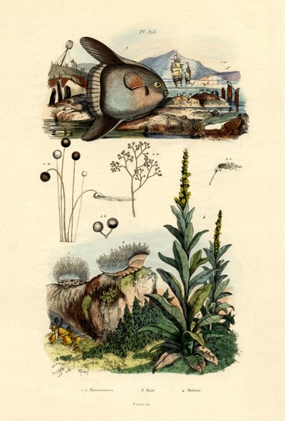 Mold, 1833-39 av French School