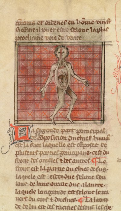 Ms 2030 fol.17 Anatomisk figur, fra La Chirurgie de Maitre Henri de Mondeville av French School