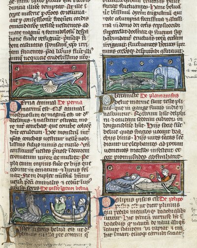 Ms 320 Fol.116 Sea Monsters, fra 