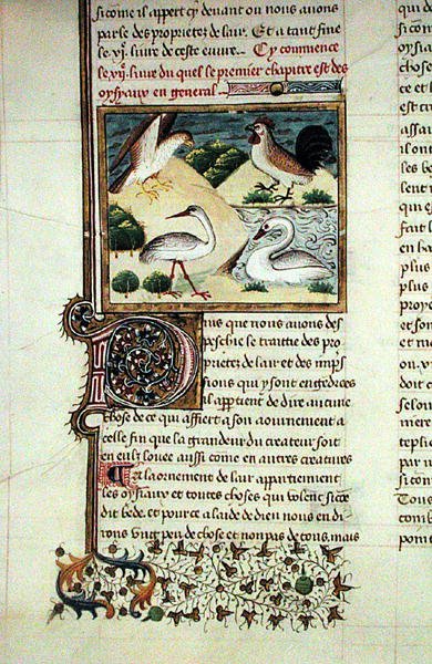 Ms 399 The Properties of Birds, fra Livre des Proprietes des Choses av Barthelemy l Anglais av French School