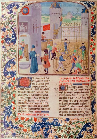 Ms 5064 fol.68v Working in the Vineyard, fra Livre des Prouffitz Champestres av Pietro de Crescenzi (1230-1321) av French School