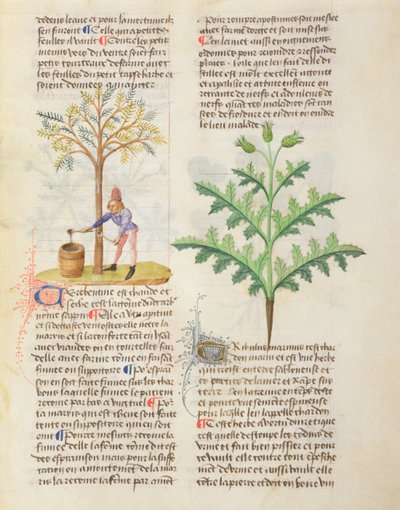 Ms. On Different Herbs av Dioscorides, fol.165r Tapping Terpentine av French School