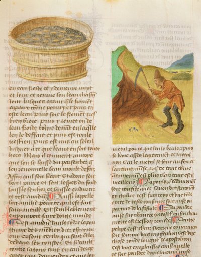 Ms. De Diversis Herbis av Dioscorides, fol.8r Seeds in a tub and Searching for Gentian Tubers av French School