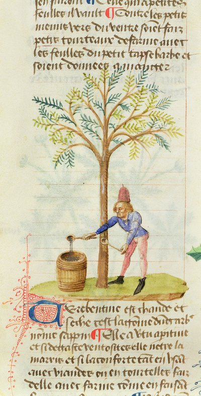 Ms Est 28 M.5.9 fol.165r Samler terpentin, fra Grand Herbier av Pedanius Dioscorides (ca. 40-90 e.Kr.) av French School