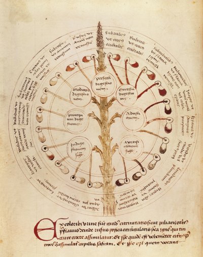 Ms Lat 11229 fol.19r Tabell for urinanalyse, fra Petit Traite dhygiene et Medecine av French School