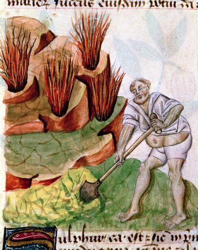 Ms Lat 993 L.9.28 f.123v Looking for Sulphur, fra Dioscorides De Herbis av French School