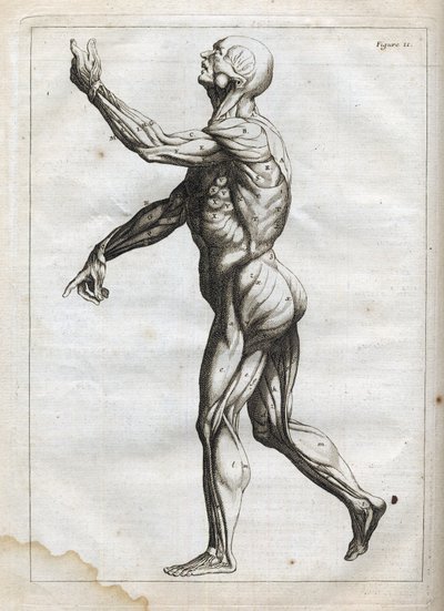 Menneskelige muskler - - gravering i "Abstrakt anatomi, tilpasset kunsten å male og skulptur" " - 1760 av French School
