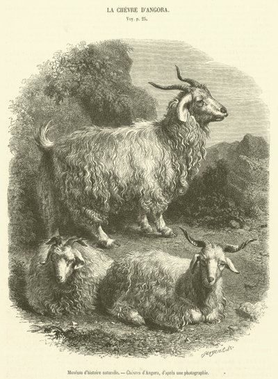 Naturhistorisk museum, Geiter av Angora (gravering) av French School